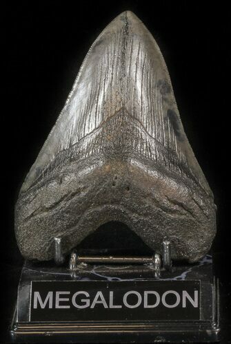 Large, Fossil Megalodon Tooth #41809